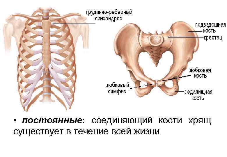 • постоянные: соединяющий кости хрящ существует в течение всей жизни 