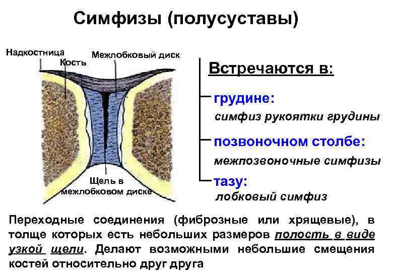 Симфизы (полусуставы) Надкостница Межлобковый диск Кость Встречаются в: грудине: симфиз рукоятки грудины позвоночном столбе: