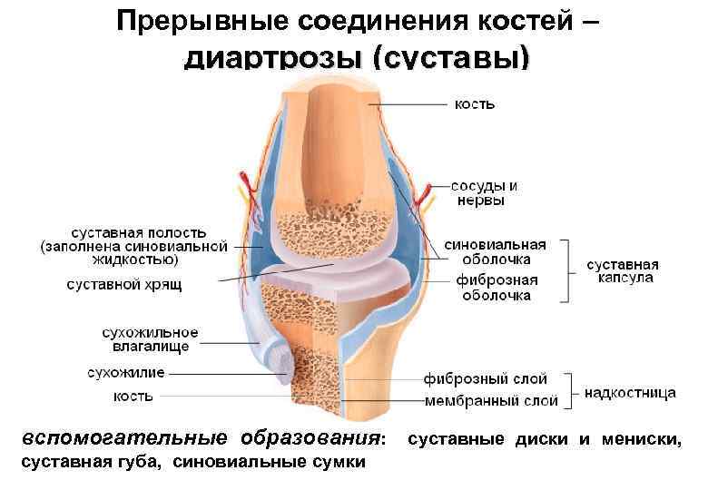 Прерывные соединения костей – диартрозы (суставы) вспомогательные образования: суставные диски и мениски, суставная губа,
