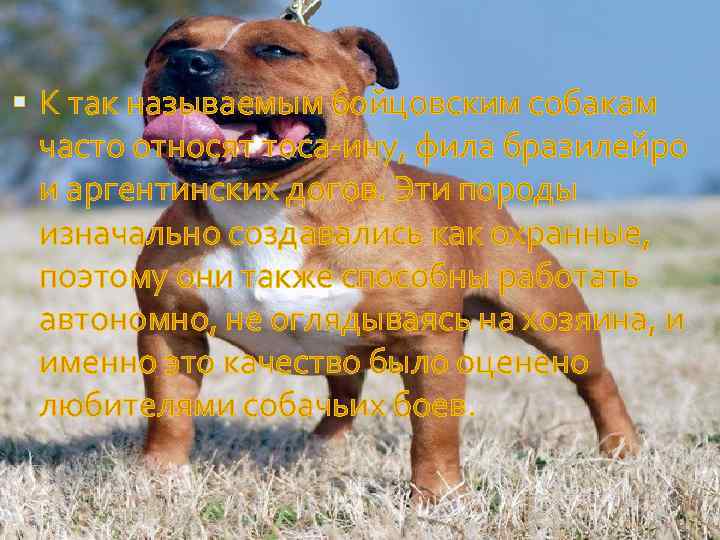  К так называемым бойцовским собакам часто относят тоса-ину, фила бразилейро и аргентинских догов.