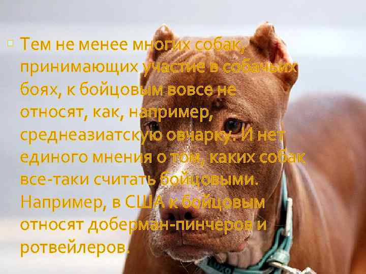  Тем не менее многих собак, принимающих участие в собачьих боях, к бойцовым вовсе