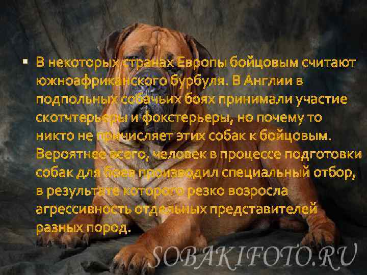  В некоторых странах Европы бойцовым считают южноафриканского бурбуля. В Англии в подпольных собачьих