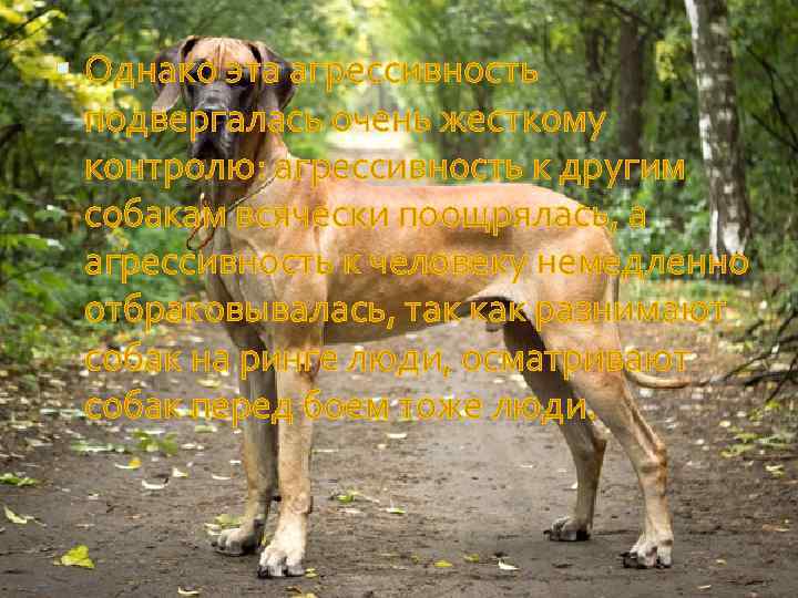  Однако эта агрессивность подвергалась очень жесткому контролю: агрессивность к другим собакам всячески поощрялась,