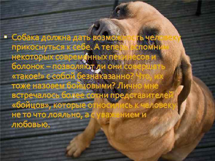  Собака должна дать возможность человеку прикоснуться к себе. А теперь вспомним некоторых современных