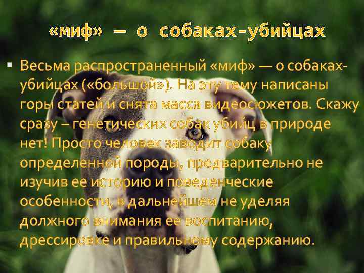  «миф» — о собаках-убийцах Весьма распространенный «миф» — о собакахубийцах ( «большой» ).