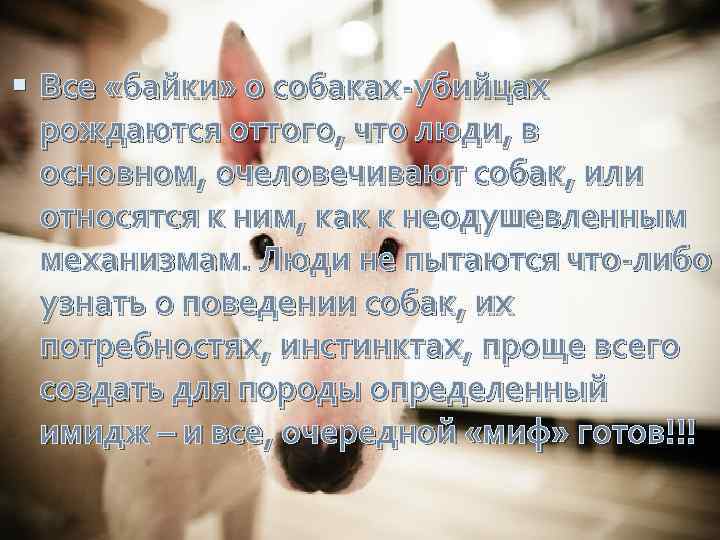  Все «байки» о собаках-убийцах рождаются оттого, что люди, в основном, очеловечивают собак, или