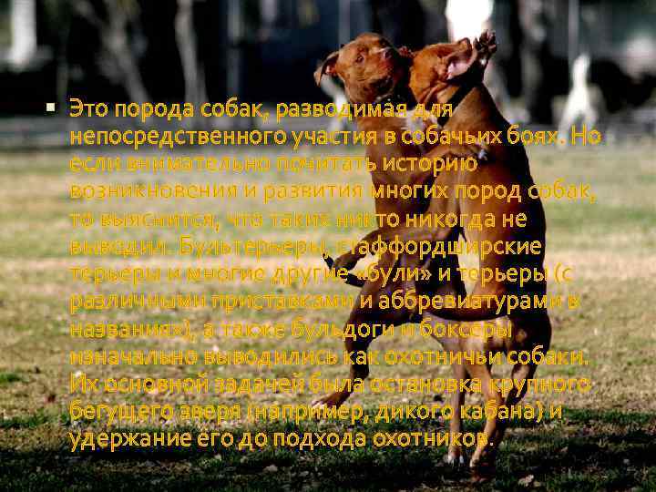  Это порода собак, разводимая для непосредственного участия в собачьих боях. Но если внимательно