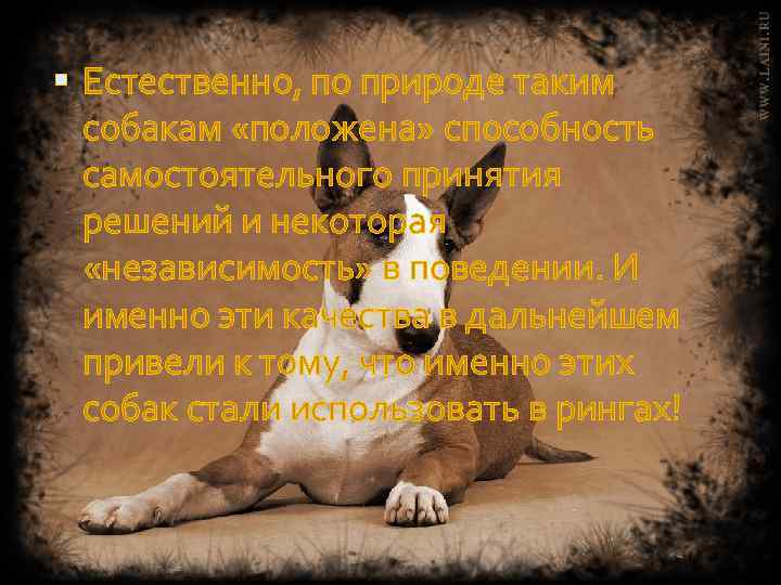  Естественно, по природе таким собакам «положена» способность самостоятельного принятия решений и некоторая «независимость»
