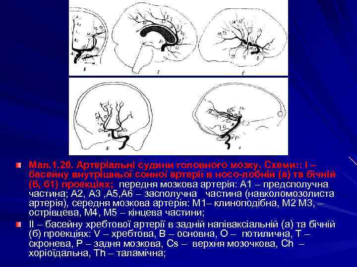 Мал. 1. 20. Артеріальні судини головного мозку. Схеми: : І – басейну внутрішньої сонної