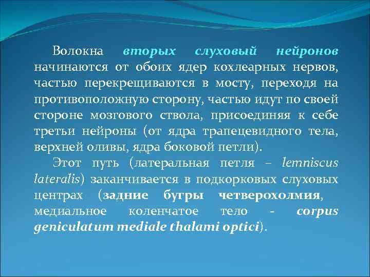 Волокна вторых слуховый нейронов начинаются от обоих ядер кохлеарных нервов, частью перекрещиваются в мосту,