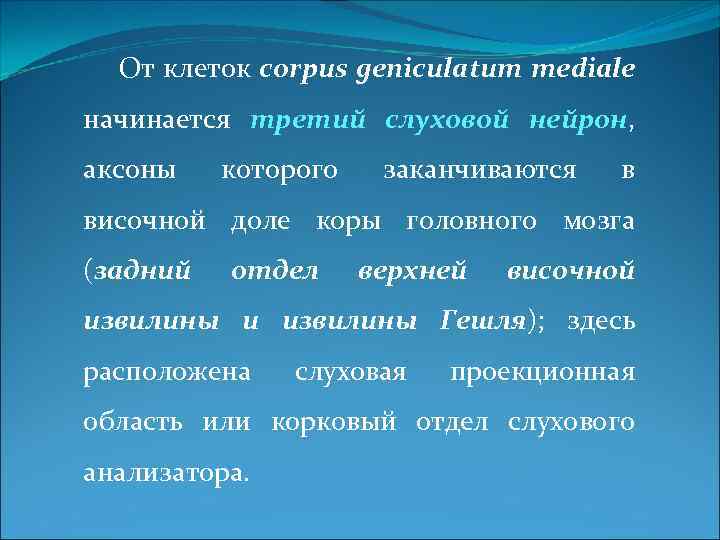 От клеток corpus geniculatum mediale начинается третий слуховой нейрон, аксоны которого заканчиваются в височной