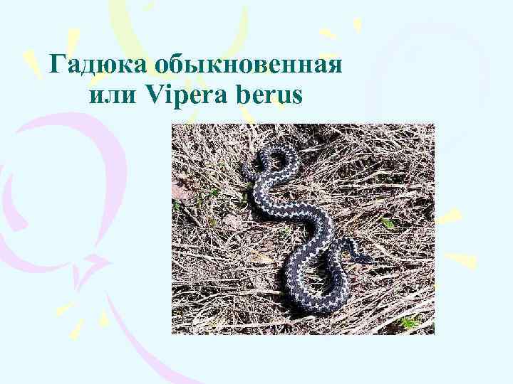 Гадюка обыкновенная или Vipera berus 