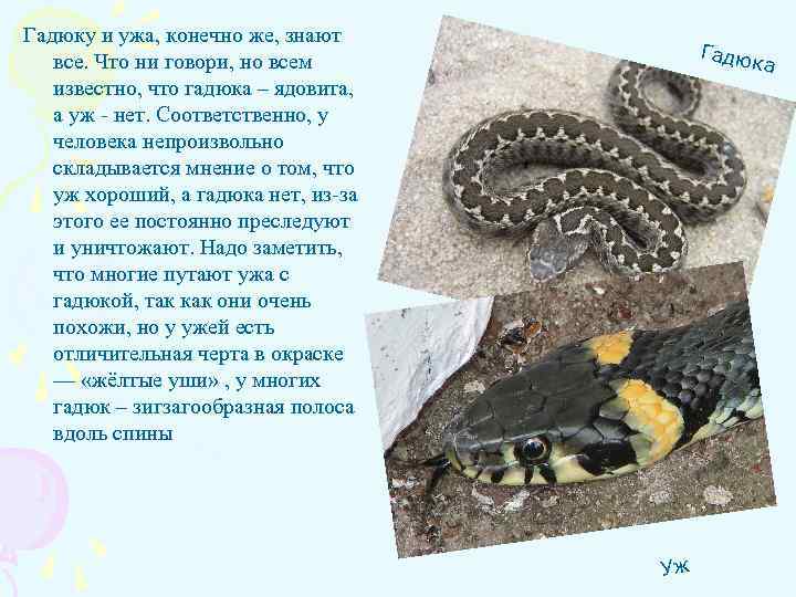 Гадюку и ужа, конечно же, знают все. Что ни говори, но всем известно, что