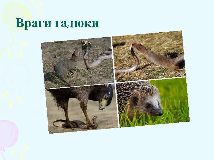 Враги гадюки 