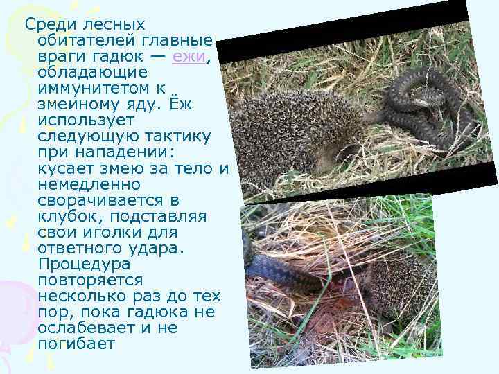  Среди лесных обитателей главные враги гадюк — ежи, обладающие иммунитетом к змеиному яду.