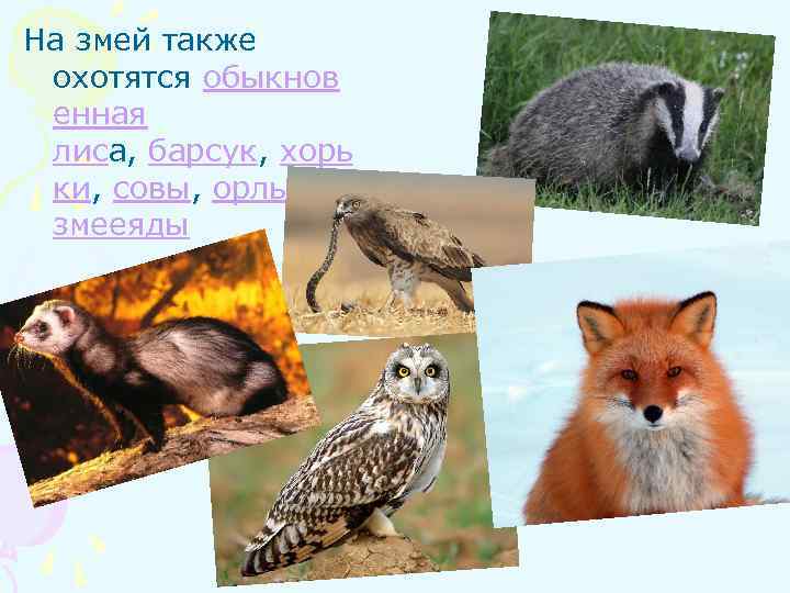 На змей также охотятся обыкнов енная лиса, барсук, хорь ки, совы, орлызмееяды 