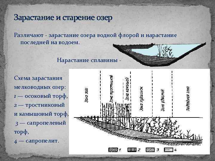 По предоставленному рисунку установите последовательность зарастания водоема