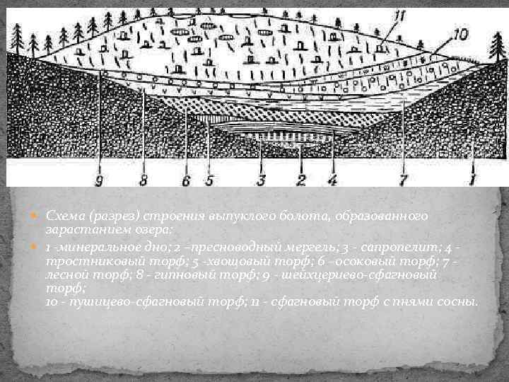 Образование болот схема