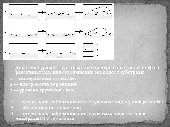  • Динамика уровня грунтовых вод по мере нарастания торфа в различных условиях увлажнения