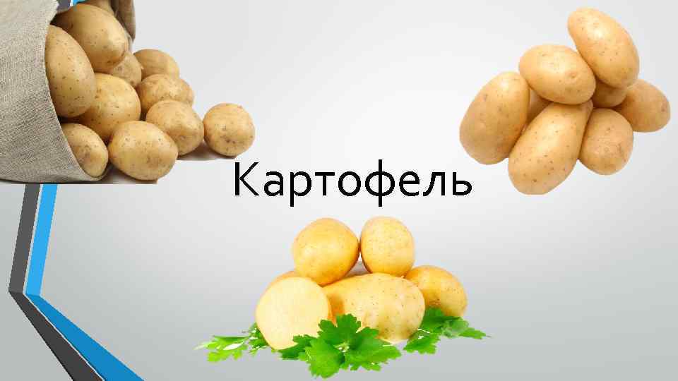 Картофель 