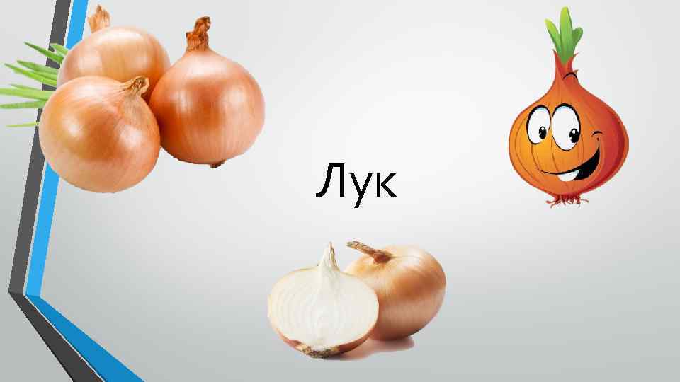 Лук 