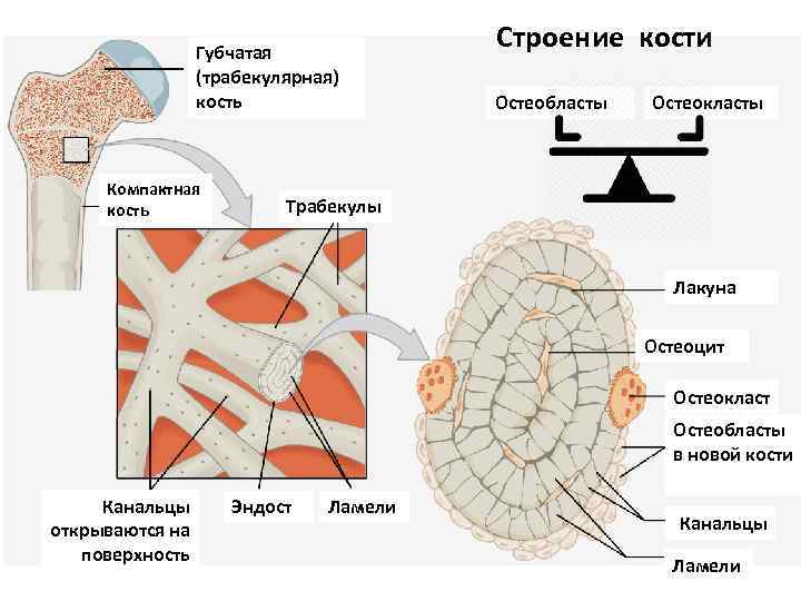 Губчатая (трабекулярная) кость Компактная кость Строение кости Остеобласты Остеокласты Трабекулы Лакуна Остеоцит Остеокласт Остеобласты