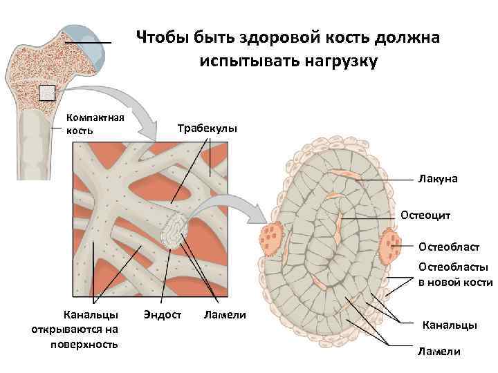 Чтобы быть здоровой кость должна испытывать нагрузку Компактная кость Трабекулы Лакуна Остеоцит Остеобласты в