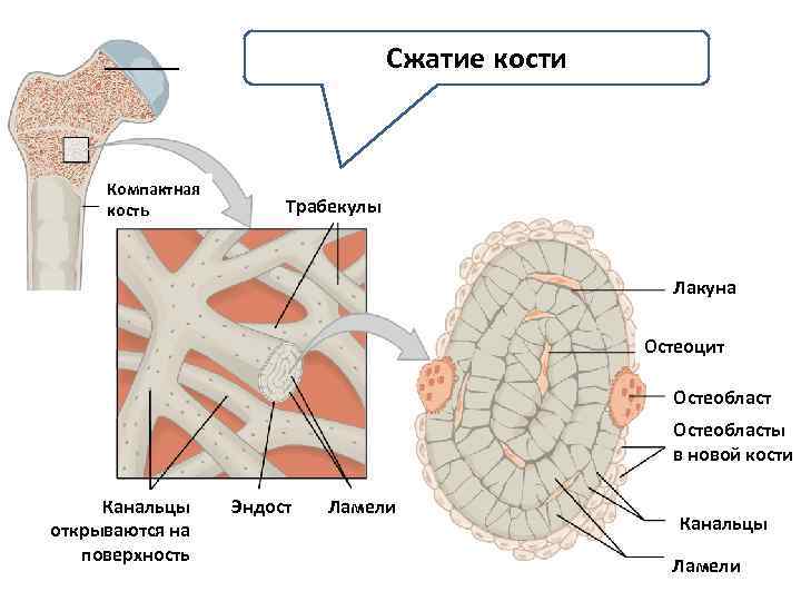 Сжатие кости Механизм воздействия Компактная кость Трабекулы Лакуна Остеоцит Остеобласты в новой кости Канальцы