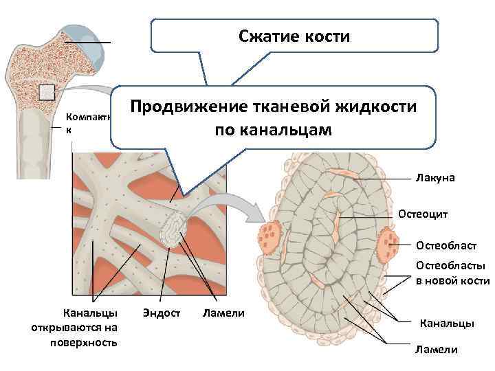 Сжатие костей