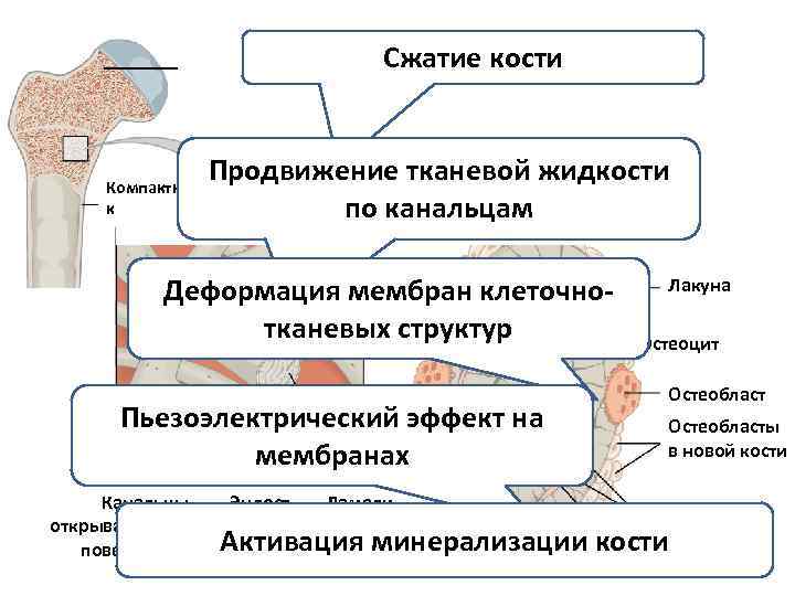 Сжатие кости Механизм воздействия Компактная кость Продвижение тканевой жидкости Трабекулы канальцам по Деформация мембран