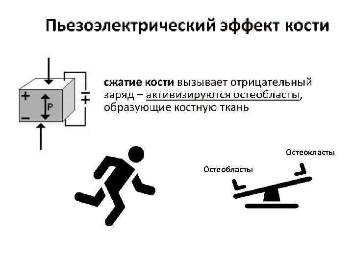 Остеокласты Остеобласты 