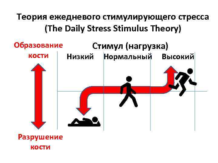 Теория ежедневого стимулирующего стресса (The Daily Stress Stimulus Theory) Образование Стимул (нагрузка) кости Низкий