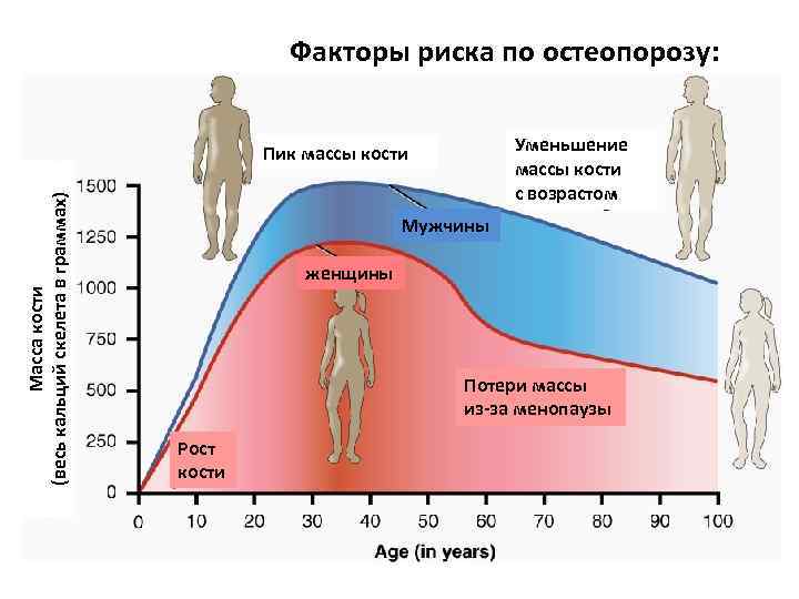 Факторы риска по остеопорозу: Уменьшение массы кости с возрастом Масса кости (весь кальций скелета