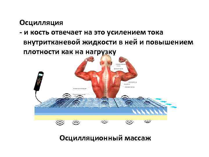 Осцилляция - и кость отвечает на это усилением тока внутритканевой жидкости в ней и