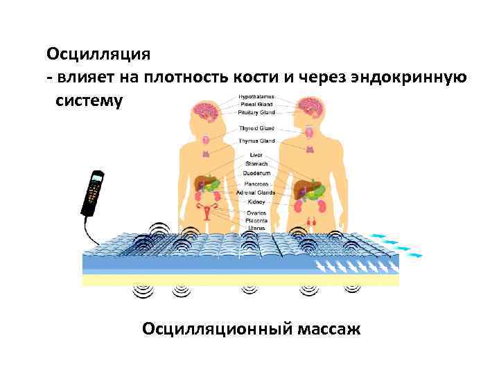 Осцилляция - влияет на плотность кости и через эндокринную систему Осцилляционный массаж 