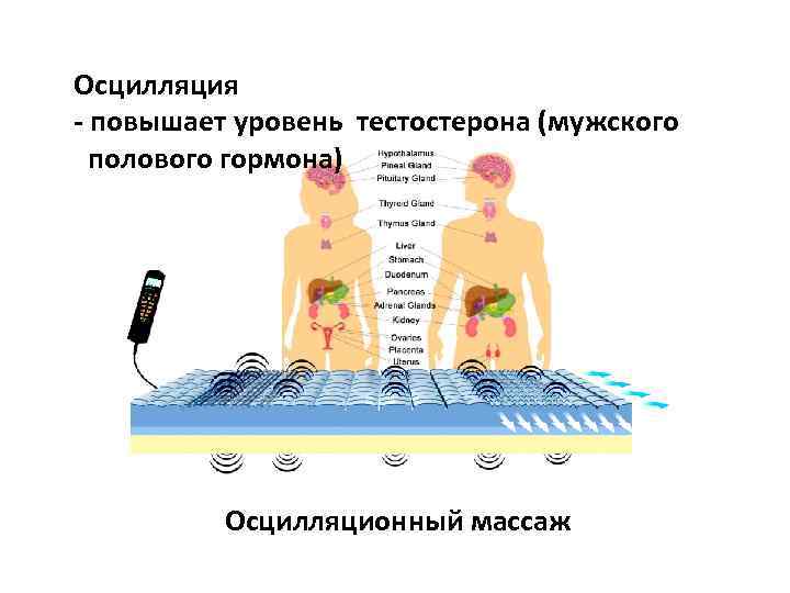 Осцилляция - повышает уровень тестостерона (мужского полового гормона) Осцилляционный массаж 