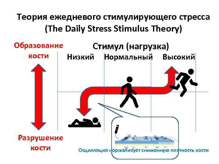 Теория ежедневого стимулирующего стресса (The Daily Stress Stimulus Theory) Образование Стимул (нагрузка) кости Низкий