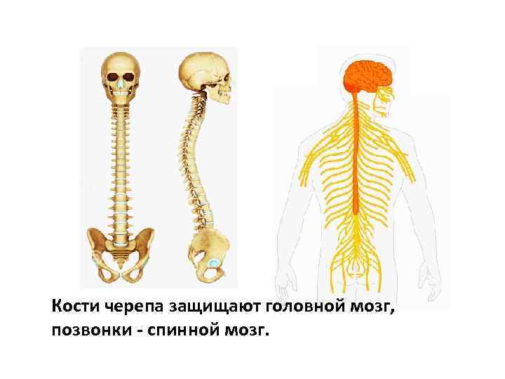 Головной и спинной мозг картинка