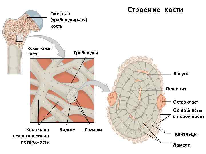 Губчатая (трабекулярная) кость Компактная кость Строение кости Трабекулы Лакуна Остеоцит Остеокласт Остеобласты в новой