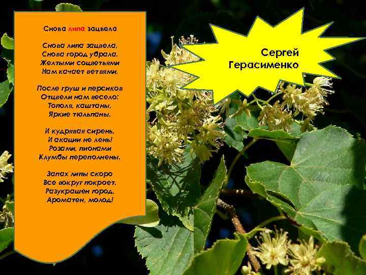 Снова липа зацвела, Снова город убрала. Желтыми соцветьями Нам качает ветвями. Поcле груш и
