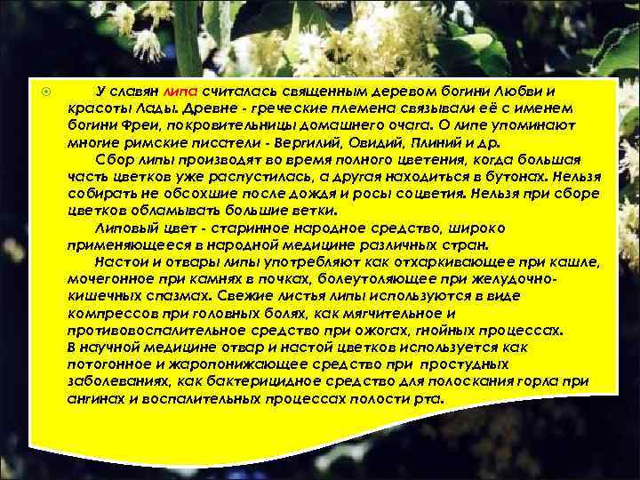  У славян липа считалась священным деревом богини Любви и красоты Лады. Древне -