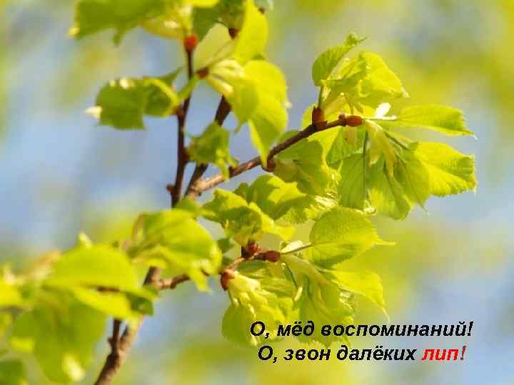 О, мёд воспоминаний! О, звон далёких лип! 