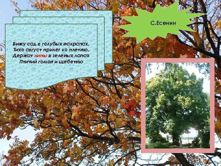 С. Есенин Вижу сад в голубых накрапах, Тихо август прилег ко плетню. Держат липы