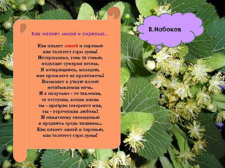 Как пахнет липой и сиренью. . . Как пахнет липой и сиренью как золотеет