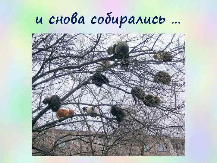 и снова собирались … 