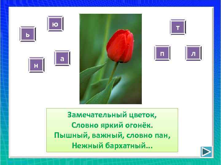 ю ь н т а п Замечательный цветок, Словно яркий огонёк. Пышный, важный, словно