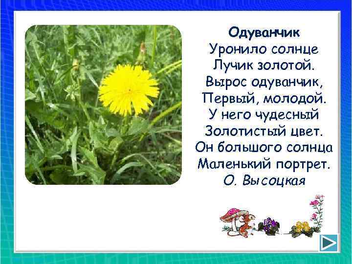 Одуванчик Уронило солнце Лучик золотой. Вырос одуванчик, Первый, молодой. У него чудесный Золотистый цвет.