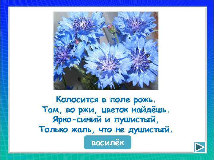 Колосится в поле рожь. Там, во ржи, цветок найдёшь. Ярко-синий и пушистый, Только жаль,