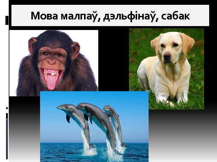 Мова малпаў, дэльфінаў, сабак 