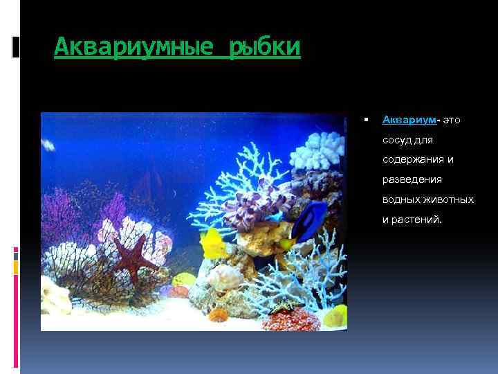 Аквариумные рыбки Аквариум- это сосуд для содержания и разведения водных животных и растений. 